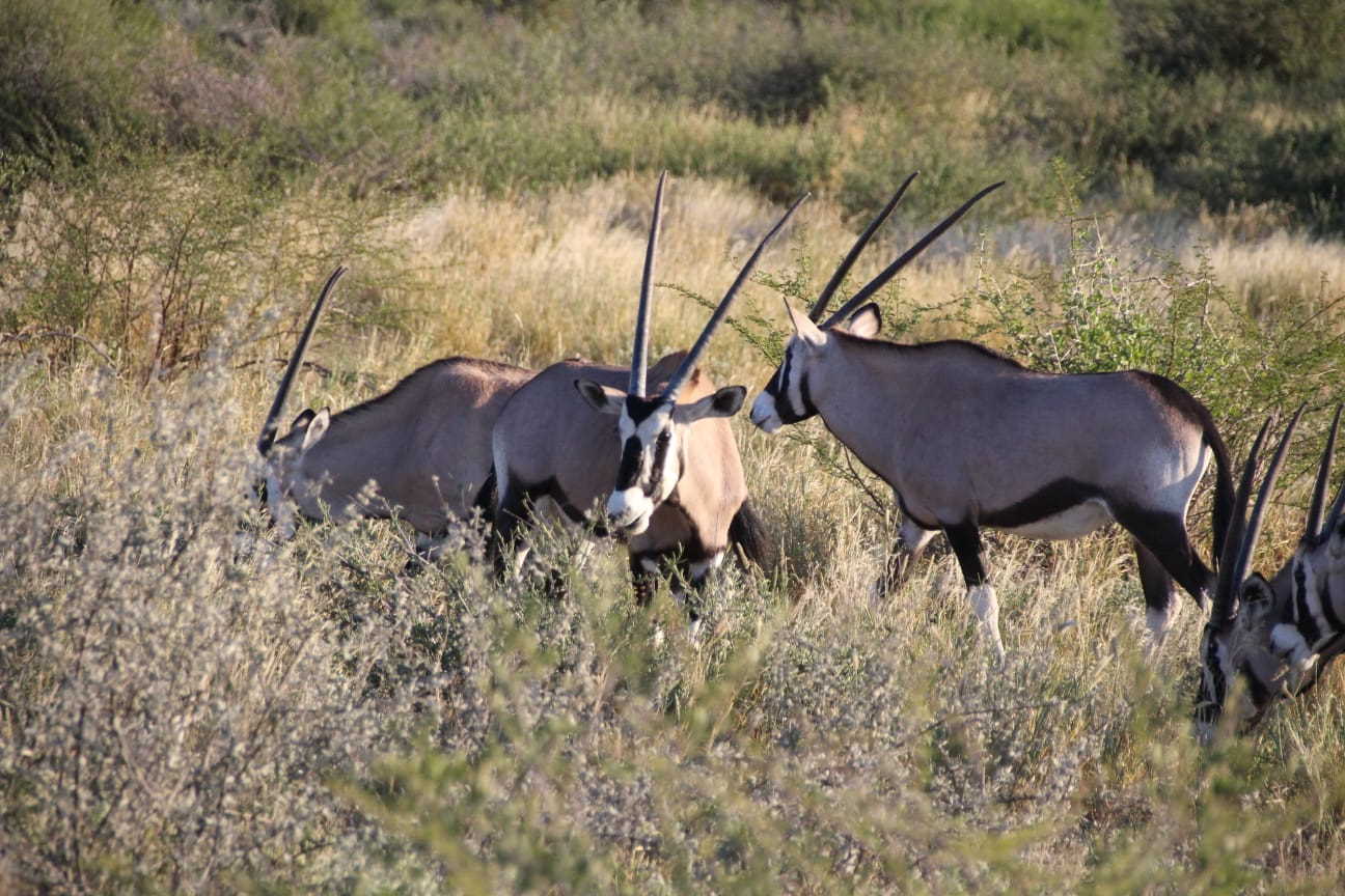 kudu valley safaris