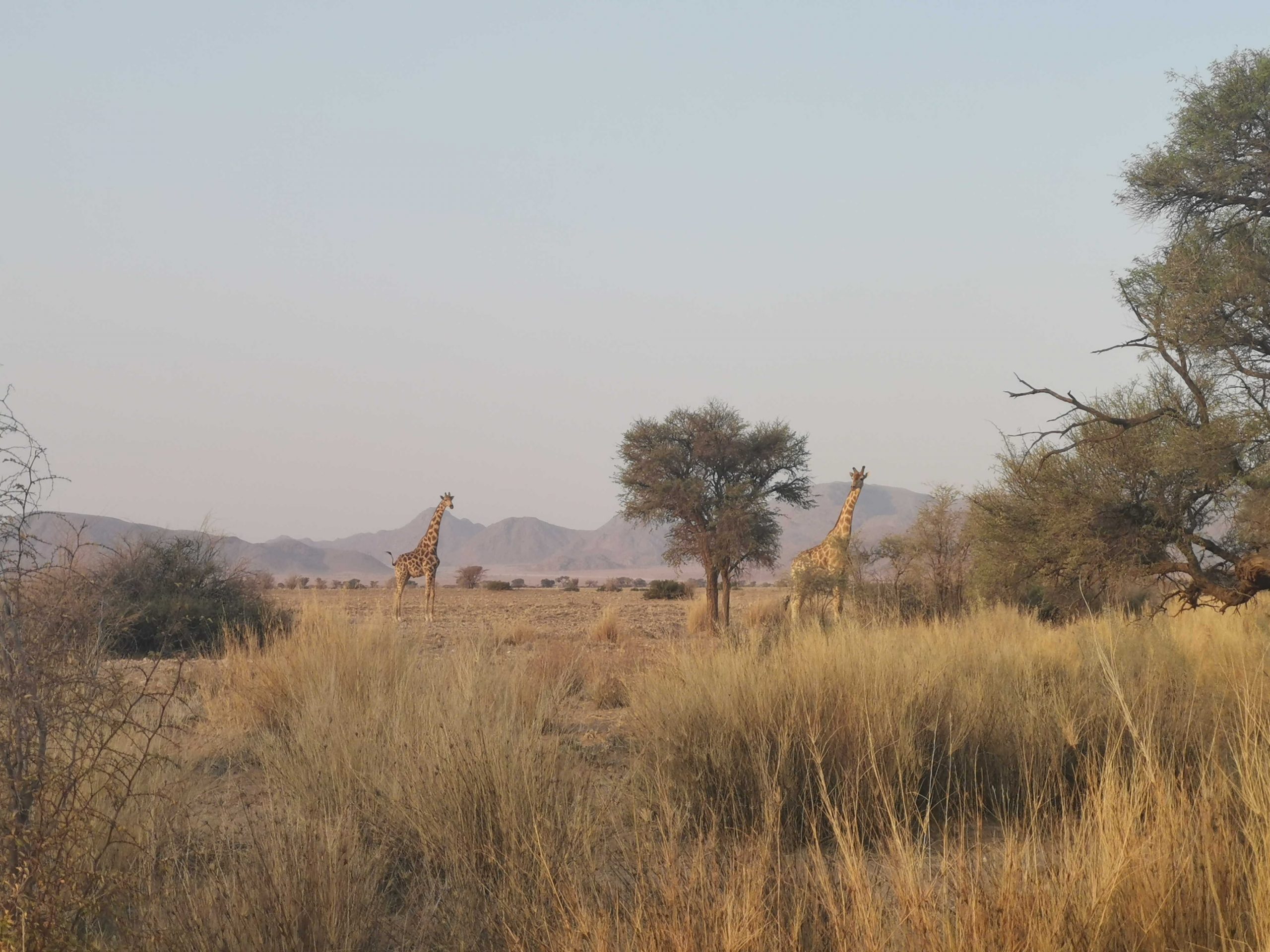 kudu safaris